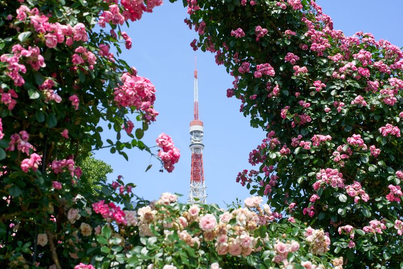 The preview for social media